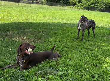 0526 we are parks recreation dog days 370x275
