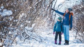 Nature-Based Solutions to Climate Change