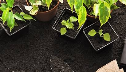 Community and Home Gardening