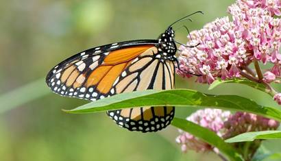 New Pollinator Resource 1 30 410