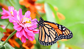 Monarch Butterfly