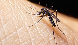 zika