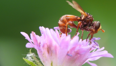 BioBlitz 2