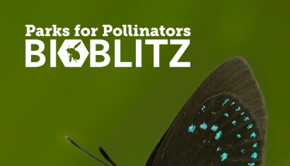 BioBlitz South Blog 410